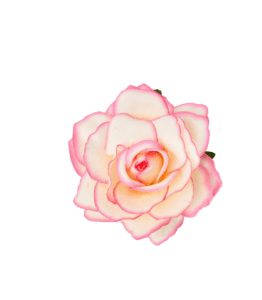 White & Pink Flower